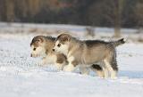ALASKAN MALAMUTE 270